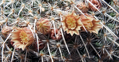 Mammillaria parkinsonii