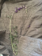 Lupinus albifrons collinus
