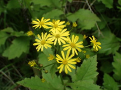 Senecio rufiglandulosus