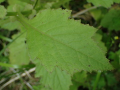Senecio rufiglandulosus