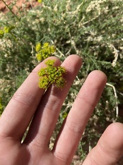 Lomatium foeniculaceum