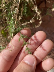 Lomatium foeniculaceum