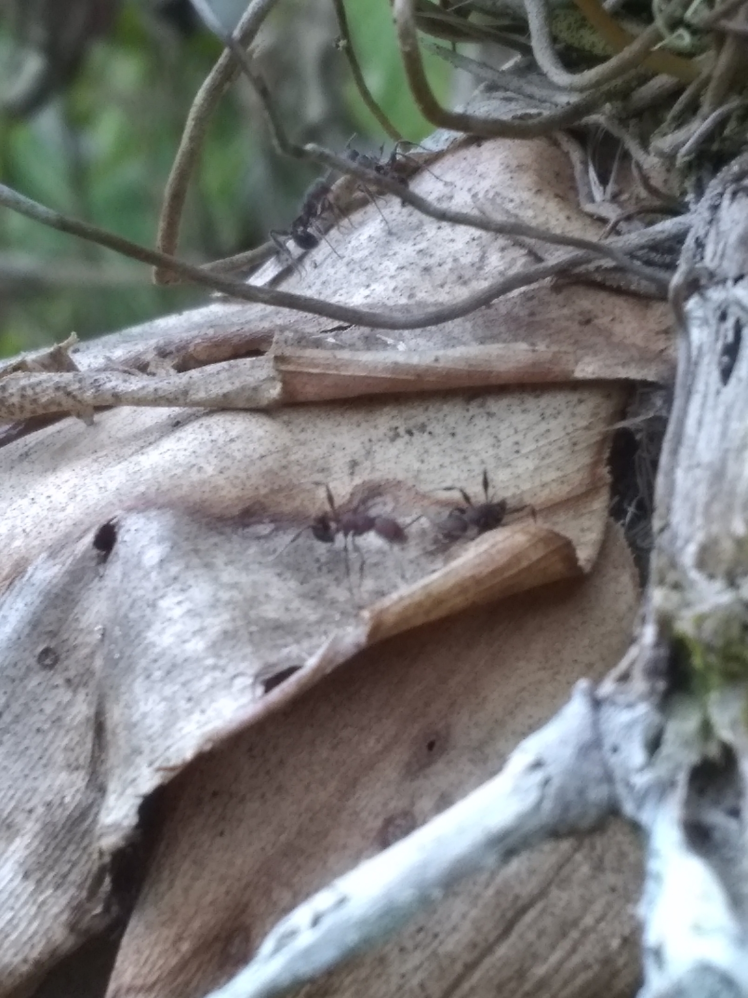 Temnothorax sallei