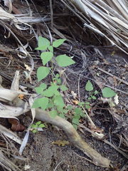 Parietaria debilis