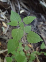 Parietaria debilis