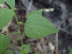 Parietaria debilis