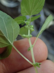 Parietaria debilis