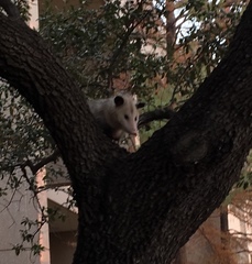 Didelphis virginiana
