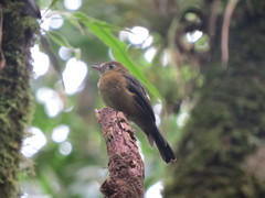 Myiobius villosus