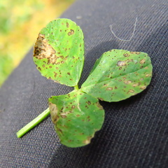 Leptosphaerulina trifolii