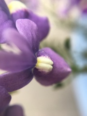 Nemesia fruticans