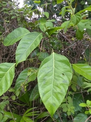 Dendropanax arboreus
