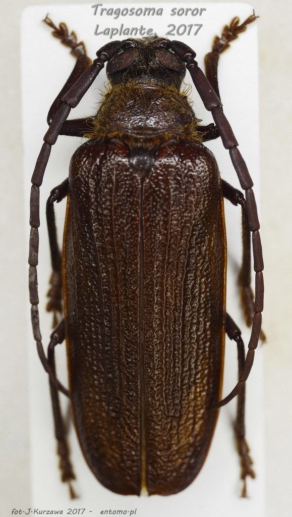 Tragosoma soror
