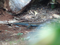 Aspidoscelis angusticeps angusticeps