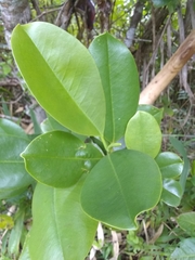 Magnolia ekmanii