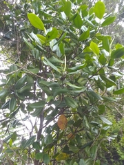 Magnolia ekmanii