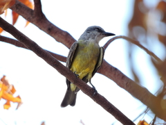 Tyrannus melancholicus