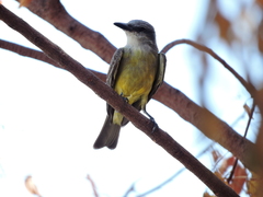 Tyrannus melancholicus