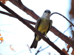 Tyrannus melancholicus