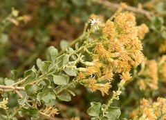 Ericameria cuneata spathulata