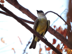 Tyrannus melancholicus