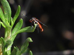 Synanthedon polygoni