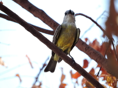 Tyrannus melancholicus