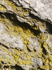 Candelaria concolor image
