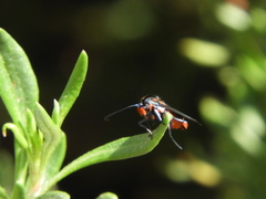Synanthedon polygoni