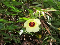 Hibiscus diversifolius diversifolius
