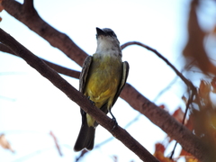 Tyrannus melancholicus