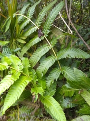 Cyathea horrida