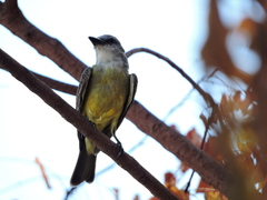 Tyrannus melancholicus