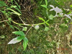 Hibiscus diversifolius diversifolius