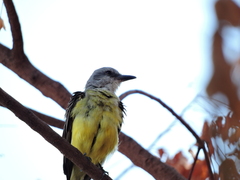 Tyrannus melancholicus