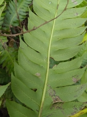 Cyathea horrida