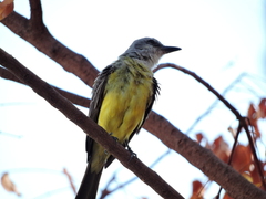 Tyrannus melancholicus