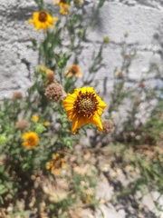 Helianthus laciniatus