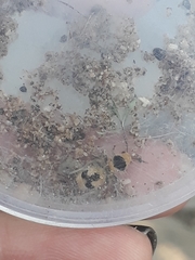 Dasymutilla arachnoides