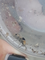 Dasymutilla arachnoides