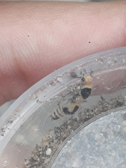 Dasymutilla arachnoides