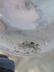 Dasymutilla arachnoides