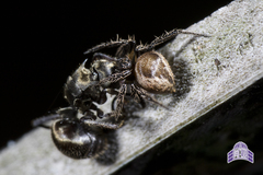 Emertonella taczanowskii