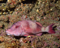 Parupeneus insularis