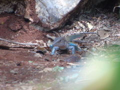 Aspidoscelis angusticeps angusticeps