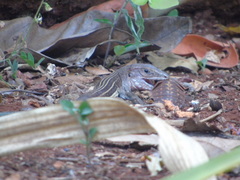 Aspidoscelis angusticeps angusticeps