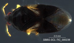 Orius tristicolor