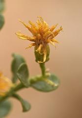 Ericameria cuneata spathulata