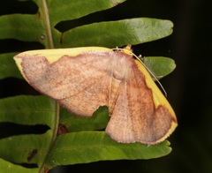 Nothomiza flavicosta