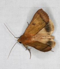 Ophiusa trapezium